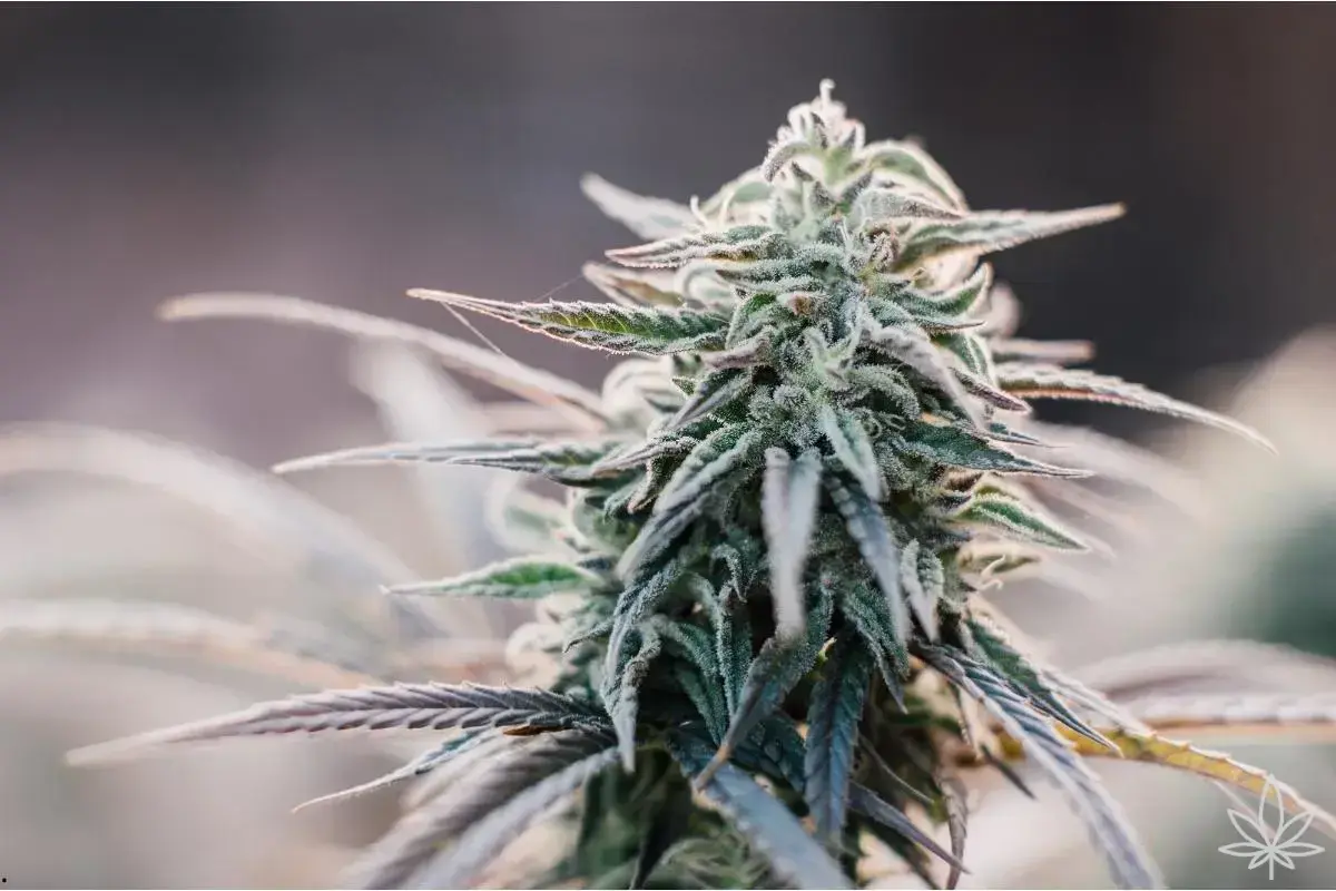 Gorilla Strawberry Auto – une douceur puissante au caractère sauvage
